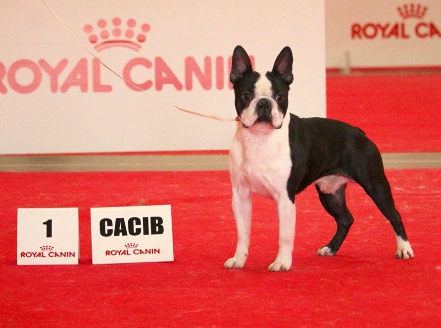 Du Rocher Des Ducs - Meilleur Jeune et BOB au CACIB de Perpignan !