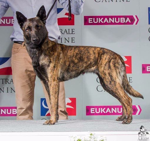 Du Rocher Des Ducs - Jade CACS au Championnat de France !