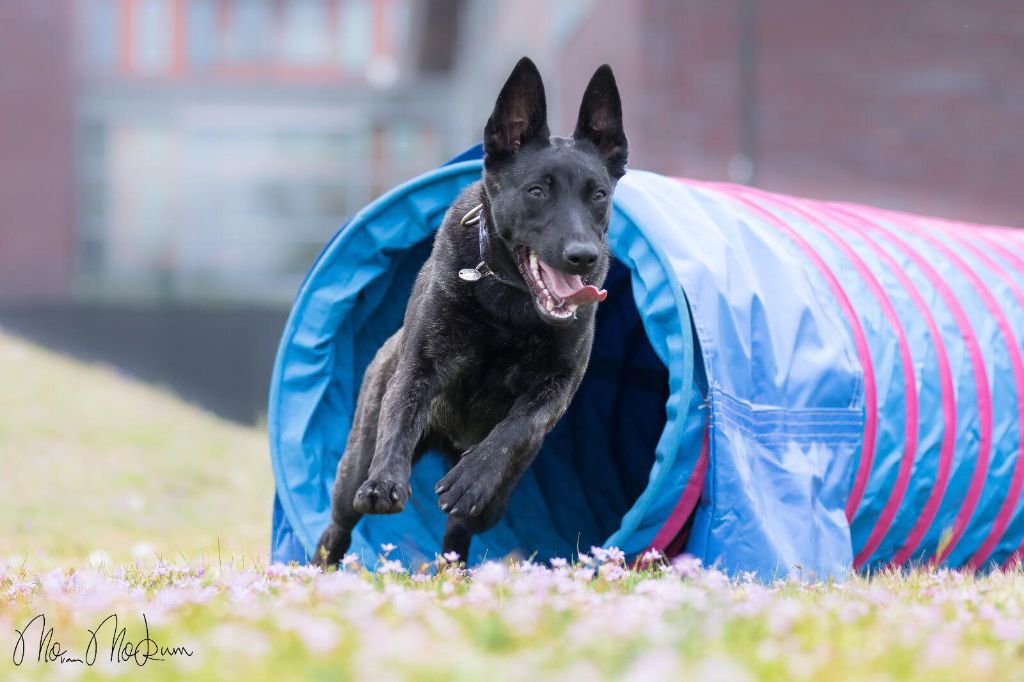 Du Rocher Des Ducs - Joli Podium en Agility !