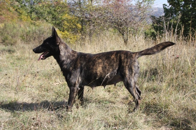 Du Rocher Des Ducs - Bientôt des chiots Bergers Hollandais !