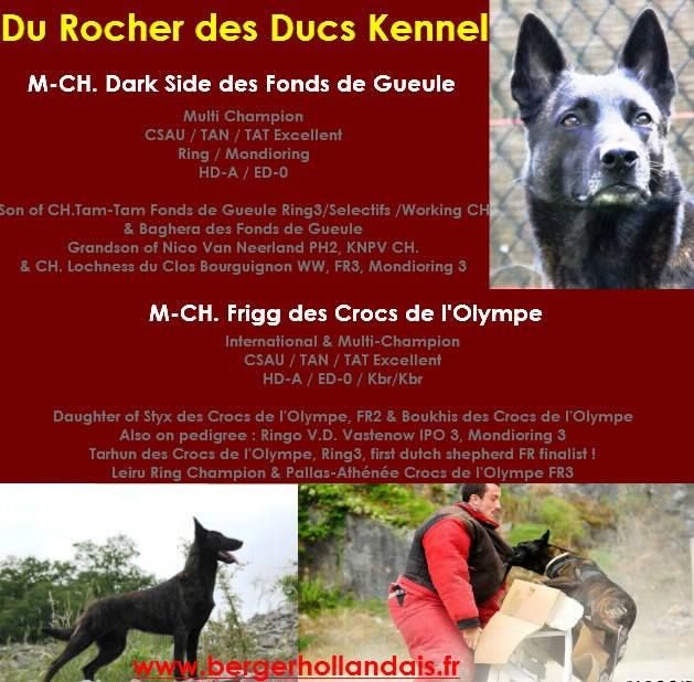 Du Rocher Des Ducs - Bientôt des chiots berger hollandais !