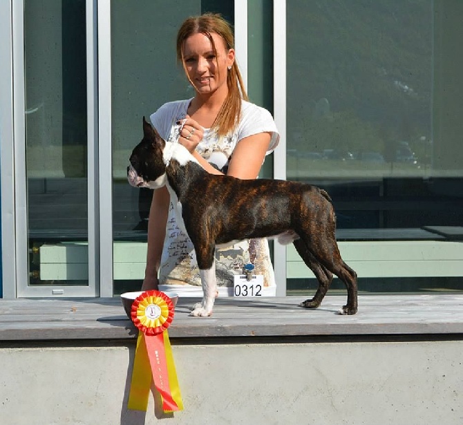 Du Rocher Des Ducs - Tennessee Meilleur Puppy en Norvège !