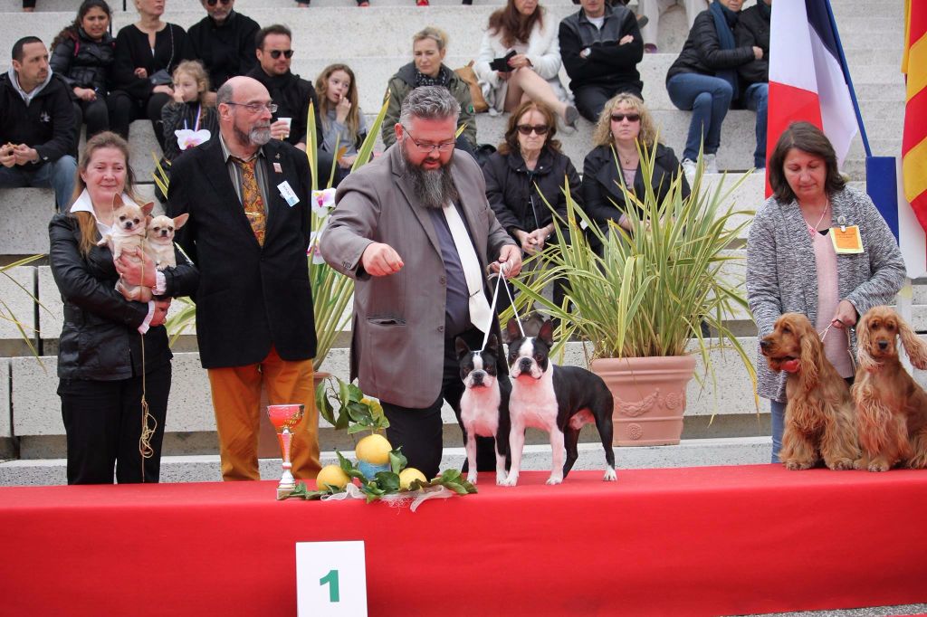 Du Rocher Des Ducs - Podiums en exposition pour nos bostons !