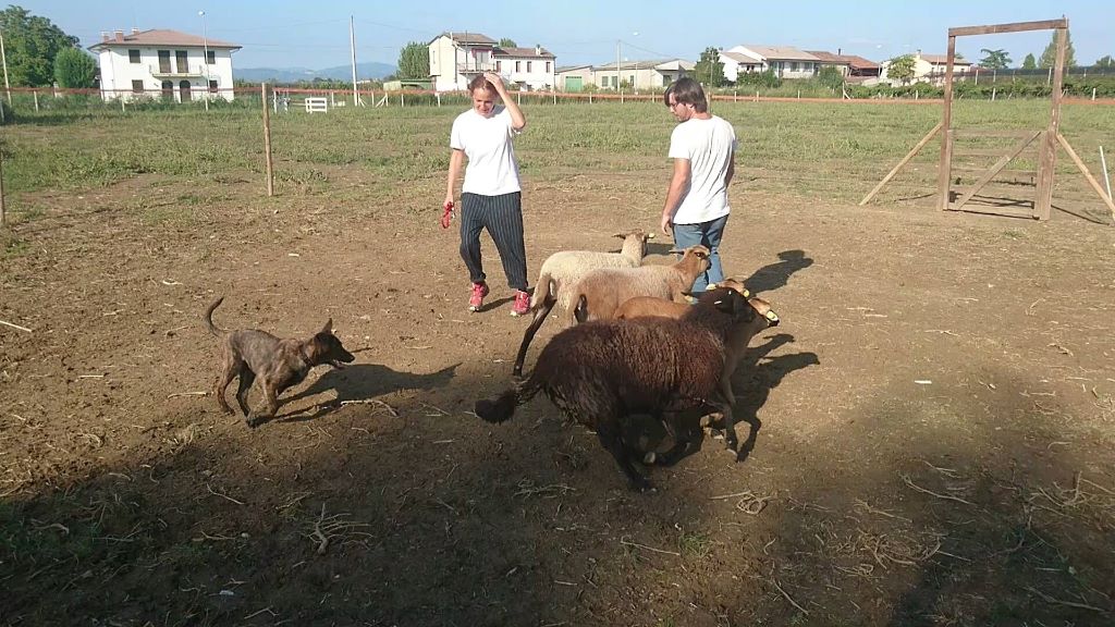 Du Rocher Des Ducs - Troupeau - 1er contact avec les moutons pour Marco