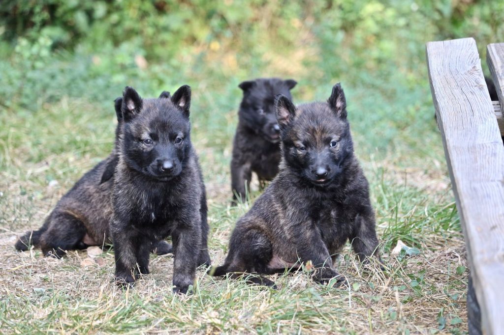 Du Rocher Des Ducs - Chiots poil long et poil court dispo !!