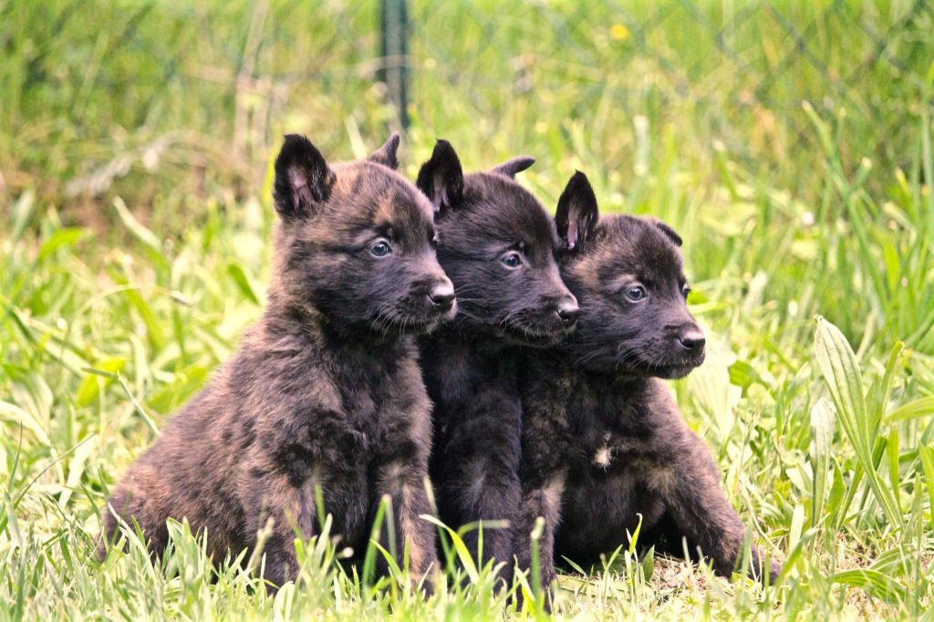 Du Rocher Des Ducs - Bientôt des Chiots au Rocher des Ducs !