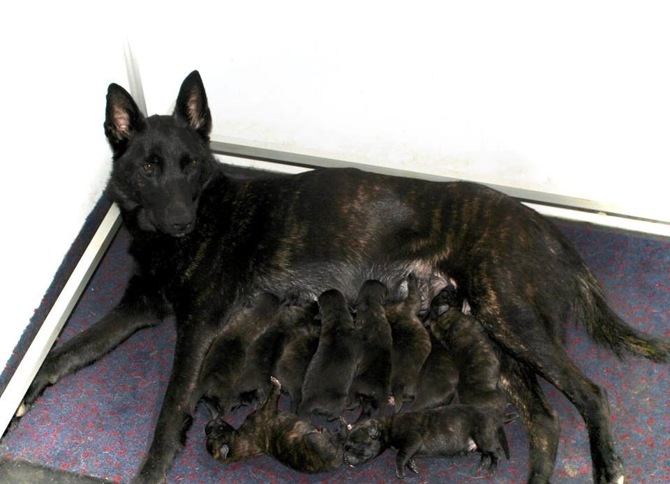 Du Rocher Des Ducs - Les bébés sont nés !