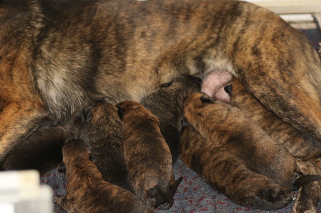 Chiot Berger hollandais Du Rocher Des Ducs