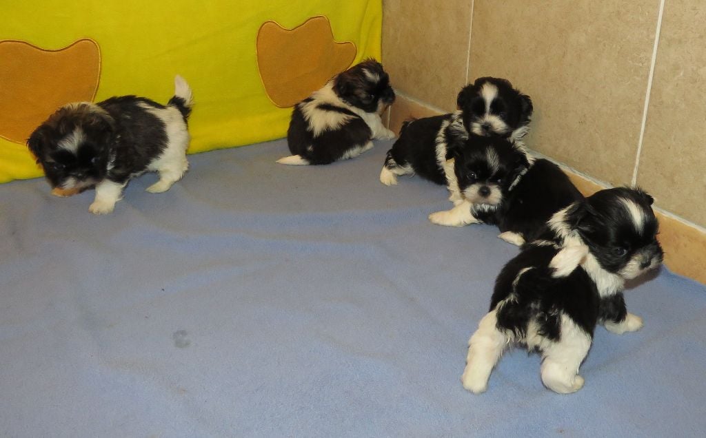 De La Colle Des Guis - Shih Tzu - Portée née le 08/04/2019