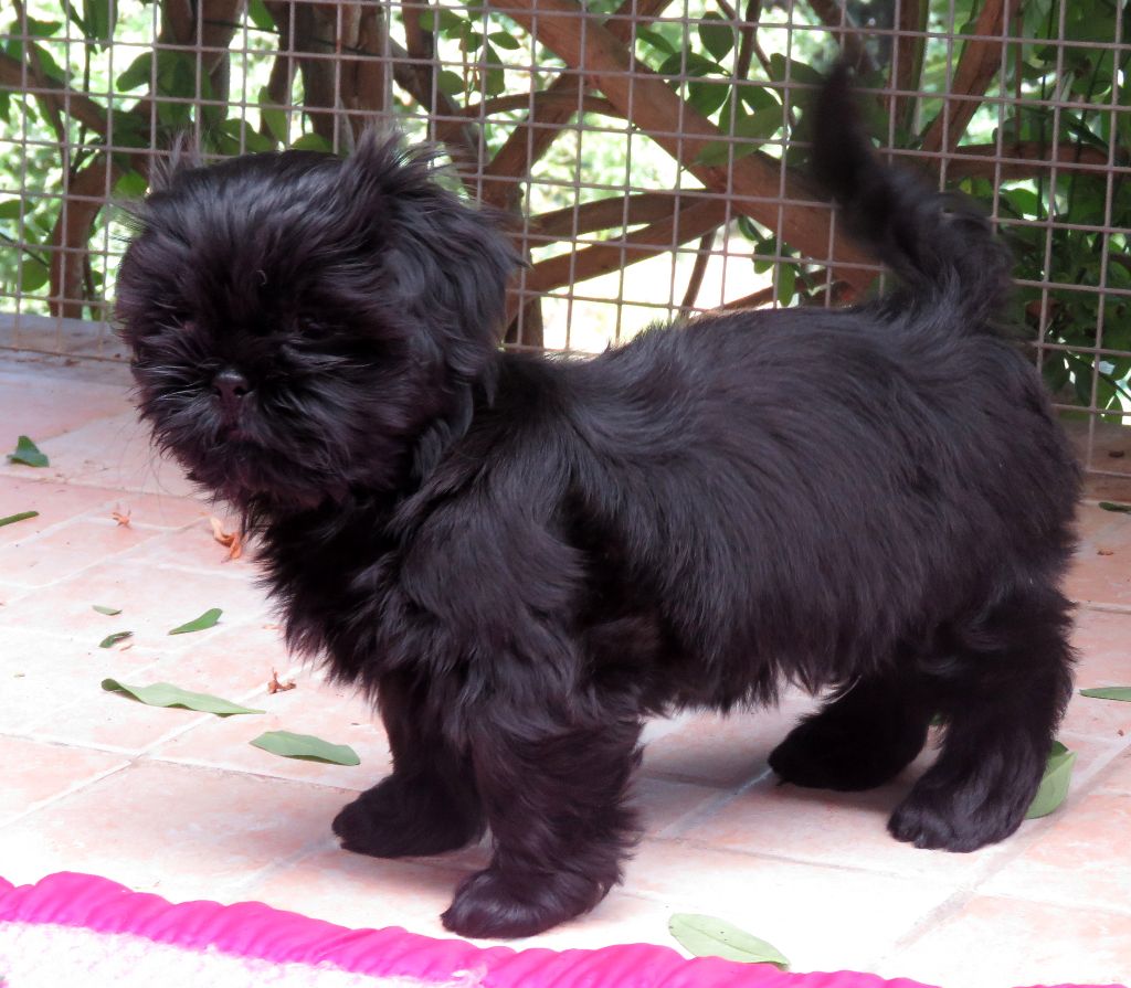 De La Colle Des Guis - Shih Tzu - Portée née le 26/05/2018