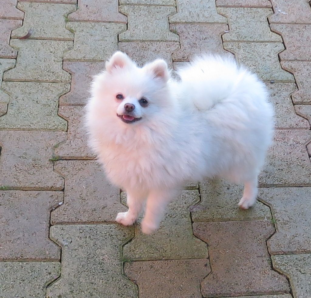 Chiot Spitz allemand De La Colle Des Guis