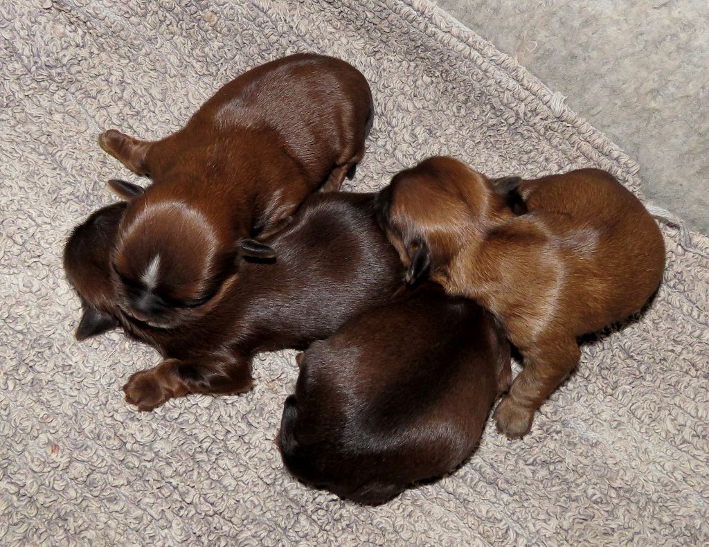 De La Colle Des Guis - Shih Tzu - Portée née le 21/08/2019