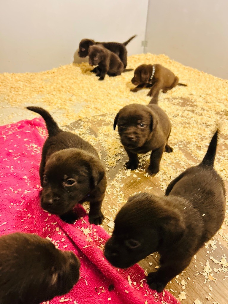 Des Oursons De L'Aisne - Chiots disponibles - Labrador Retriever