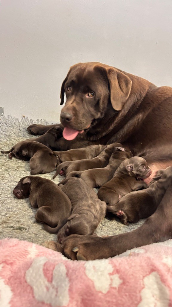 Des Oursons De L'Aisne - Chiots disponibles - Labrador Retriever