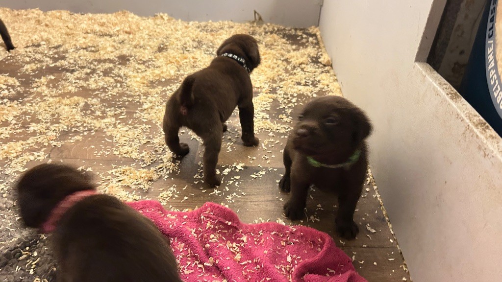 Des Oursons De L'Aisne - Chiots disponibles - Labrador Retriever