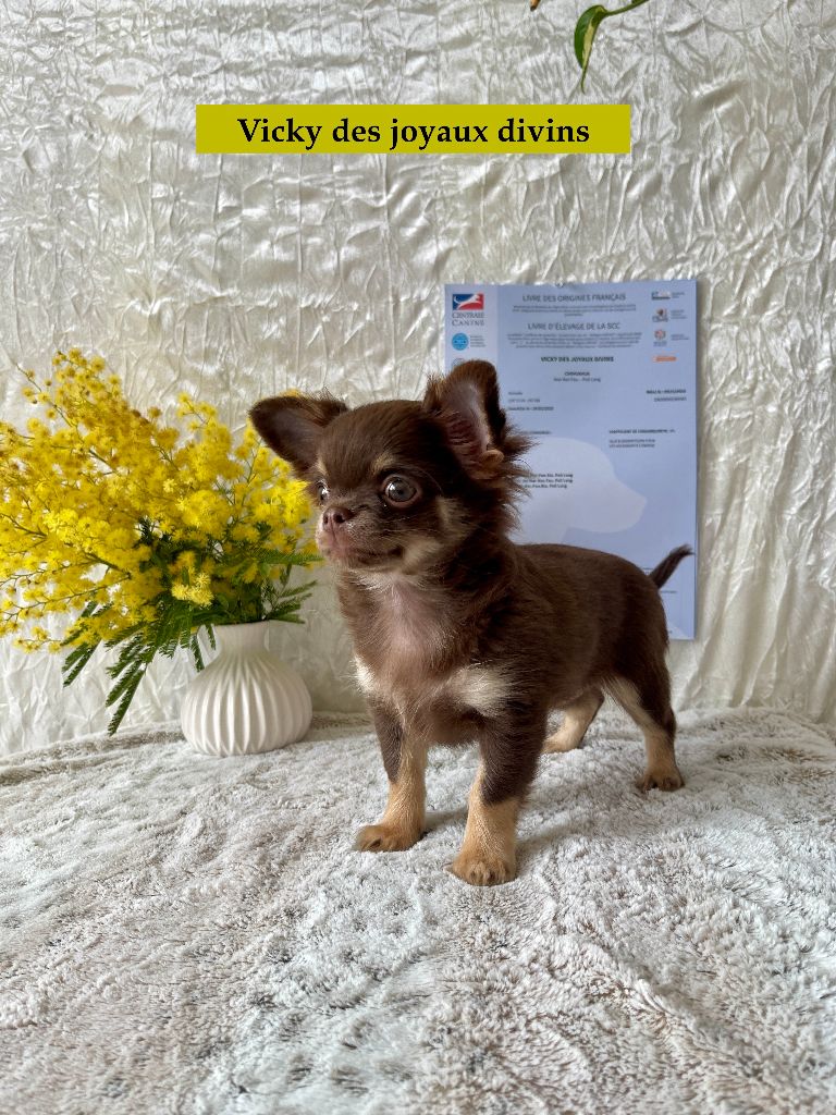 Des Joyaux Divins - Chiots disponibles - Chihuahua