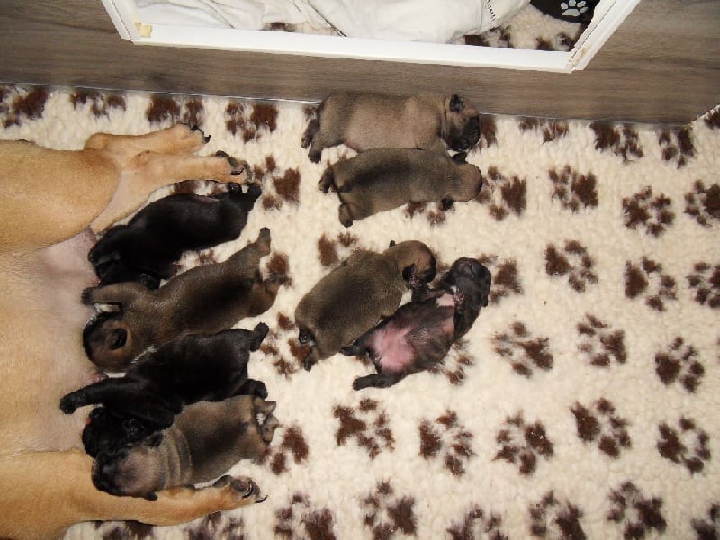 Chiot Bouledogue français Du Domaine De Fontpetugue