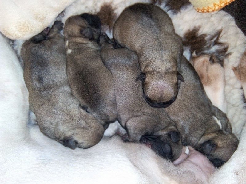 Chiot Bouledogue français Du Domaine De Fontpetugue