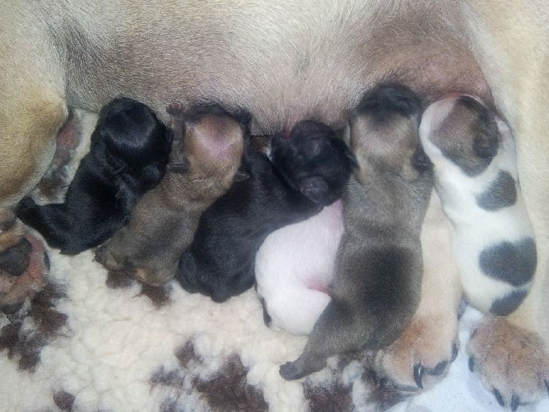 Chiot Bouledogue français Du Domaine De Fontpetugue