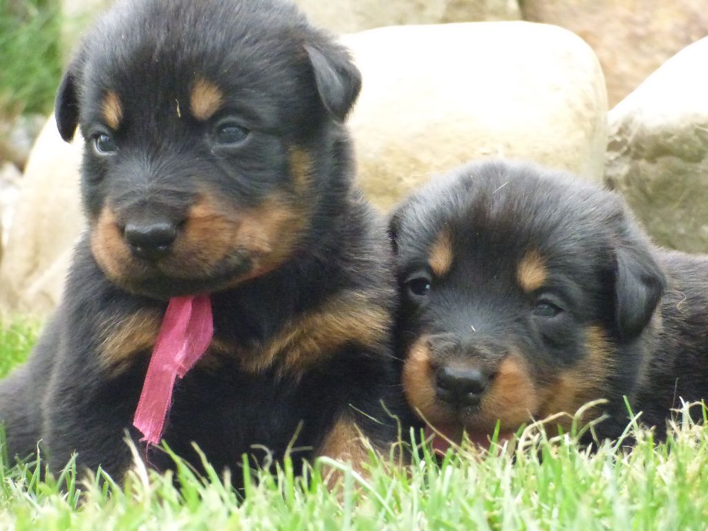 Du Grand Buech - DES NOUVELLES PHOTOS DES BEBES DE LAIKA ET IAGO DANS LEUR RUBRIQUE 