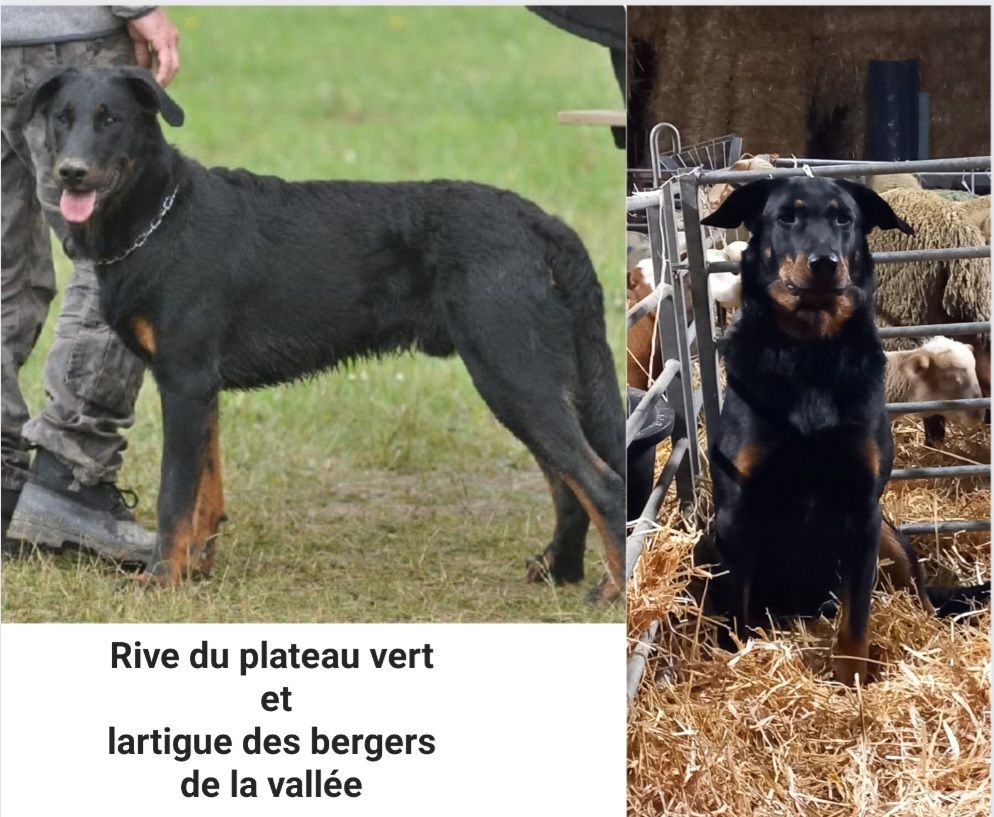 Du Grand Buech - Chiots à réserver 2023