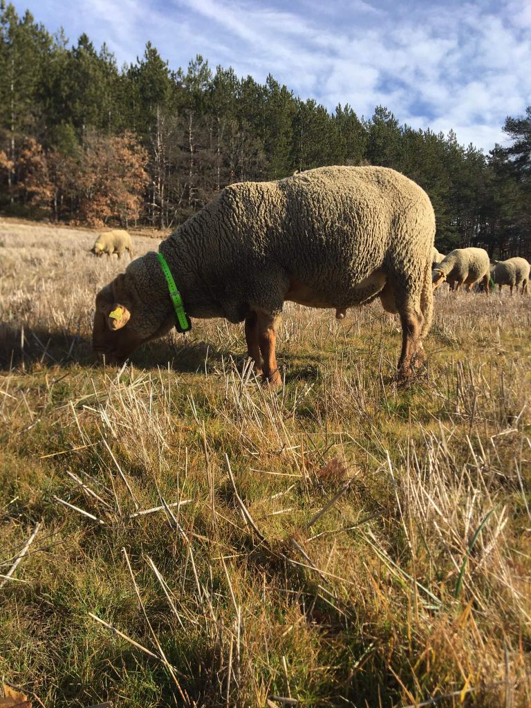 Du Grand Buech - Bélier mourerous a vendre 3 ans pour renouvellement