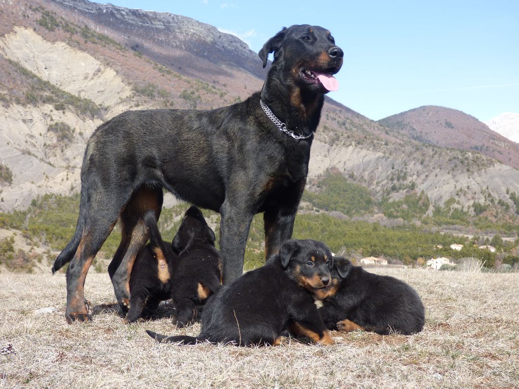 Du Grand Buech - Les chiots en ballade au chevalet avec Niki du grand buech 