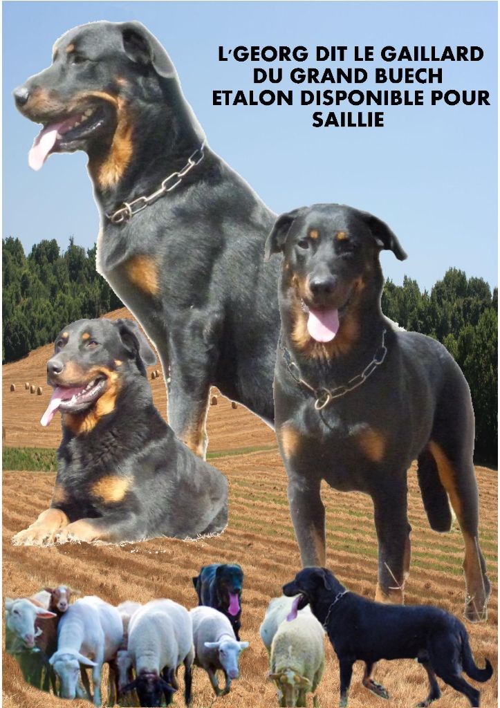 Du Grand Buech - DISPONIBLE POUR SAILLIE 