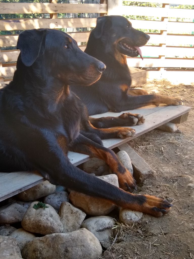 Du Grand Buech - Nala et gaillard a l'ombre