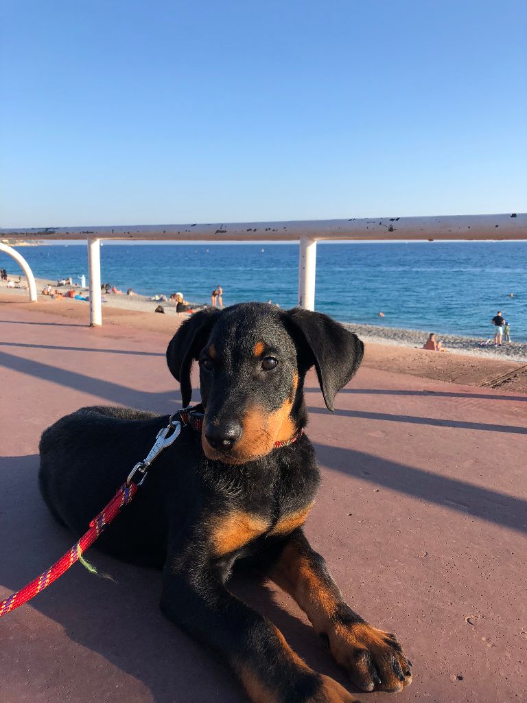 Du Grand Buech - ODJY DU GRAND BUECH SUR LA PROMENADE DES ANGLAIS 