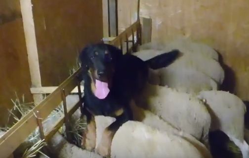 Du Grand Buech - POURQUOI LE BEAUCERON AU TROUPEAU ? 