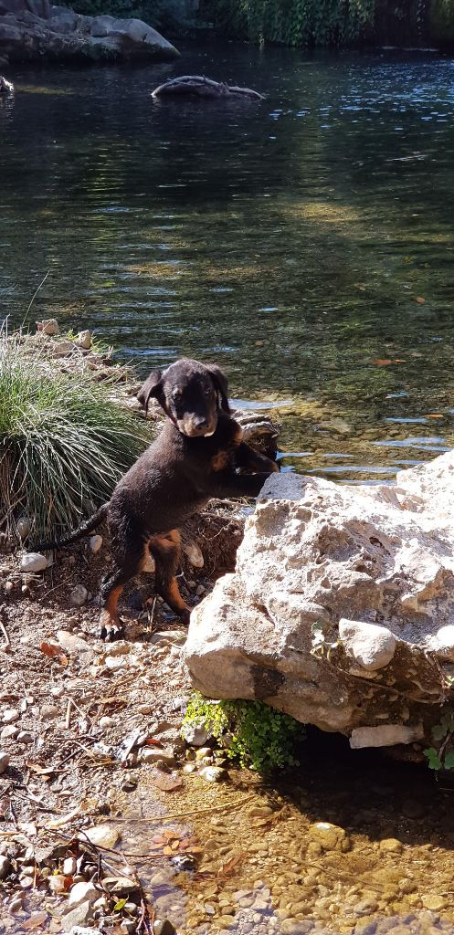 Du Grand Buech - ONYX DU GRAND BUECH 