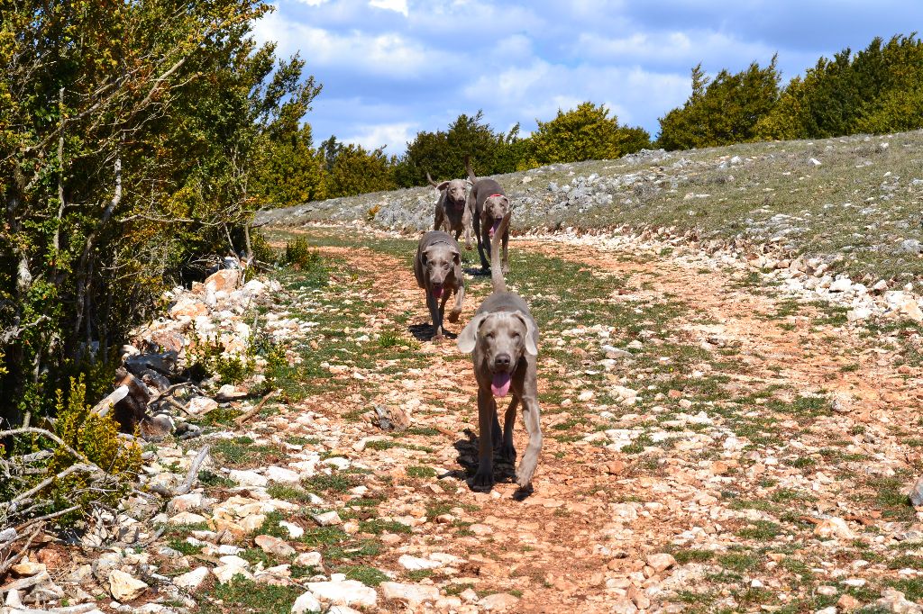 Soft Harmony - La team Soft Harmony à la Régionale d'élevage de Sauclières