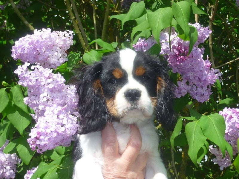 Des Ormeaux Aux Belots - Cavalier King Charles Spaniel - Portée née le 11/01/2015