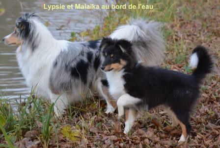 Lypsie et Malaïka