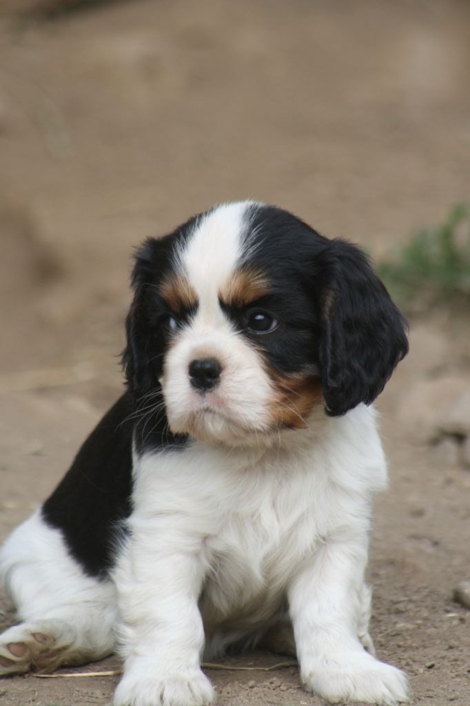 De La Fernaudie - Cavalier King Charles Spaniel - Portée née le 22/05/2019