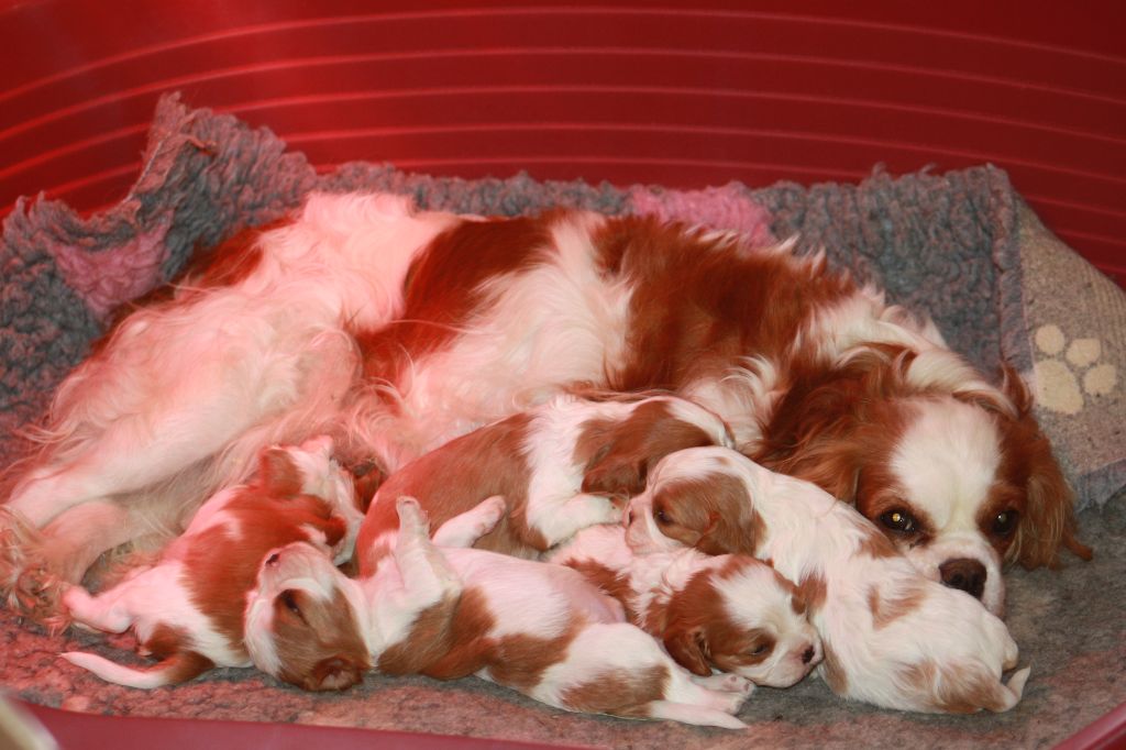 De La Fernaudie - Cavalier King Charles Spaniel - Portée née le 18/08/2019