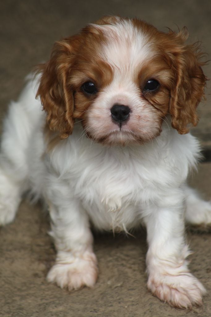 De La Fernaudie - Cavalier King Charles Spaniel - Portée née le 08/05/2024