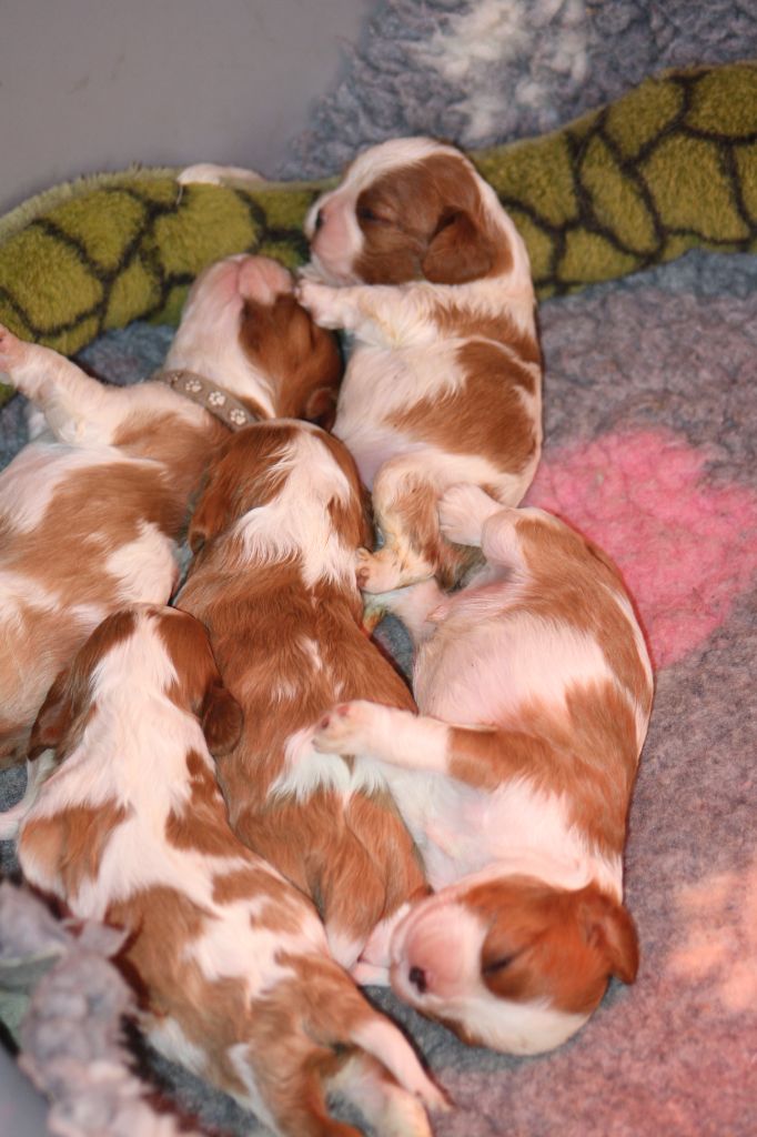 De La Fernaudie - Cavalier King Charles Spaniel - Portée née le 27/04/2022