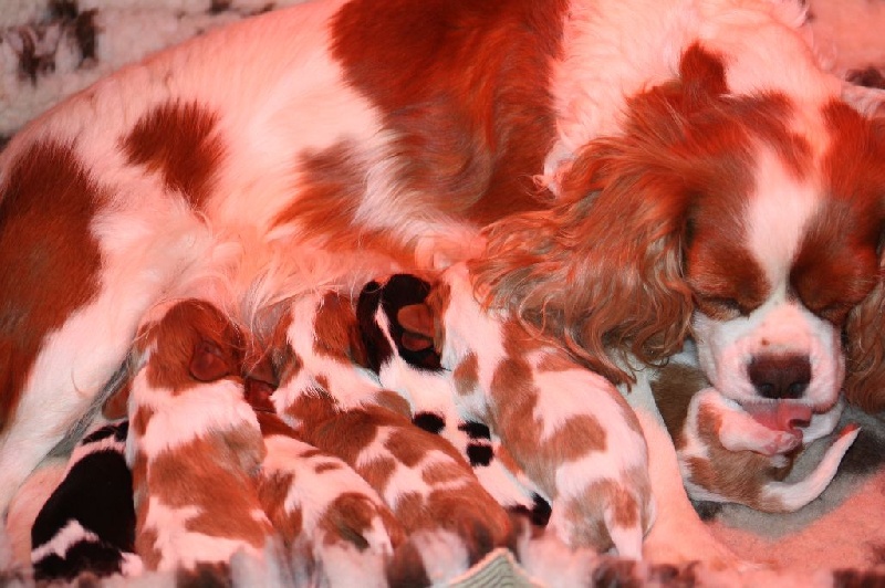 De La Fernaudie - Cavalier King Charles Spaniel - Portée née le 01/11/2016