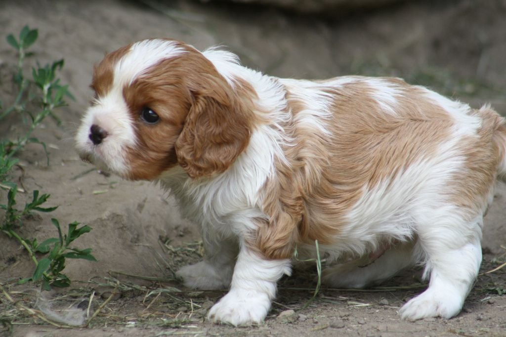 De La Fernaudie - Cavalier King Charles Spaniel - Portée née le 10/06/2020