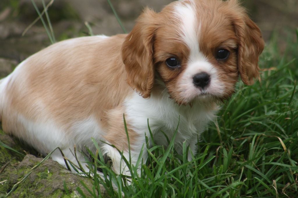 De La Fernaudie - Cavalier King Charles Spaniel - Portée née le 18/05/2024