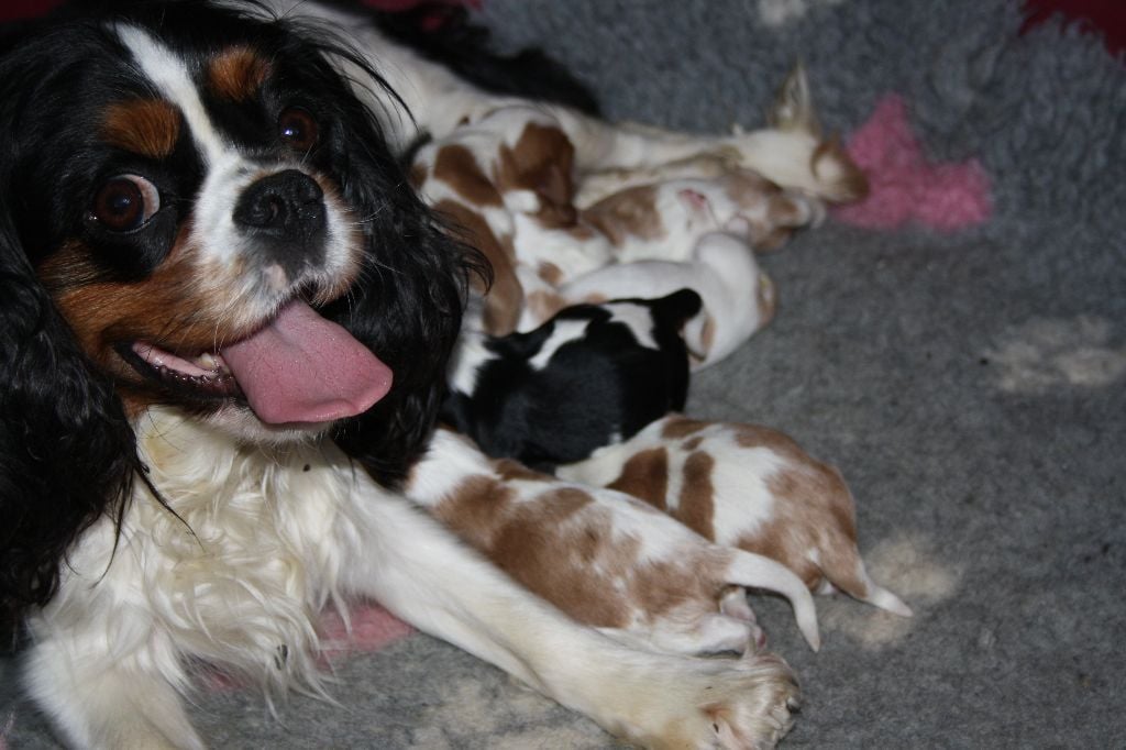 De La Fernaudie - Cavalier King Charles Spaniel - Portée née le 10/05/2018