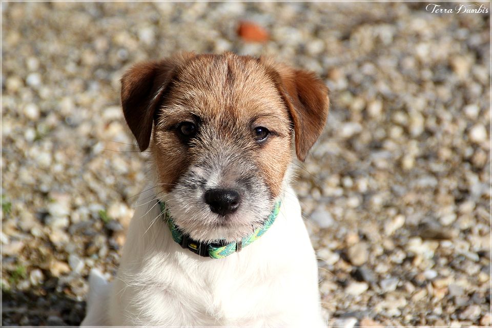 Terra Dumbis - Jack Russell Terrier - Portée née le 07/11/2017