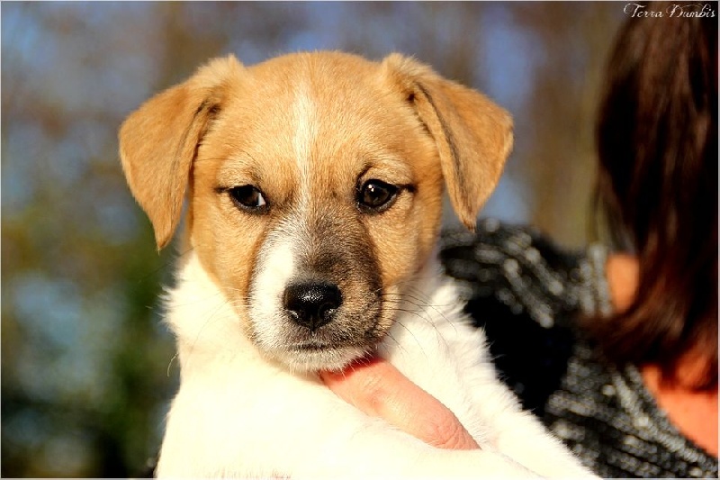 Terra Dumbis - Jack Russell Terrier - Portée née le 20/09/2015