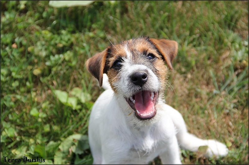 Terra Dumbis - Jack Russell Terrier - Portée née le 03/05/2013