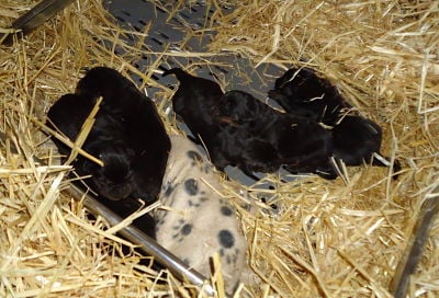 de la ferme du Haut - Bréda - Naissance