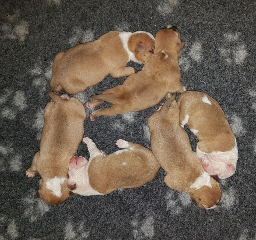 Chiot American Staffordshire Terrier Dreamclass