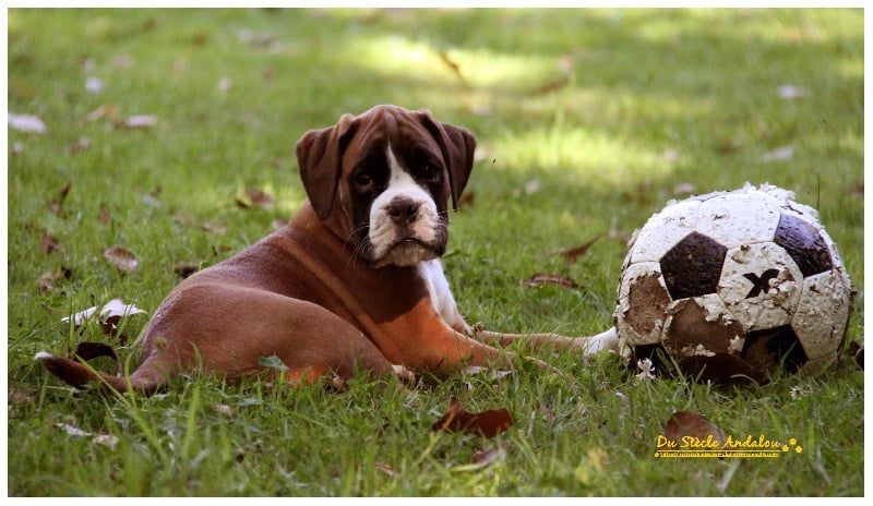 Du Siecle Andalou - Boxer - Portée née le 07/06/2012