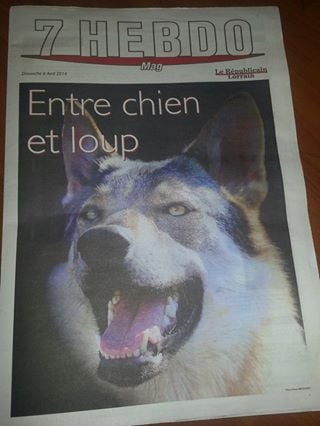 LES HONNEURS DE LA PRESSE POUR L ÉLEVAGE DES LOUPS DE BOHÈME 